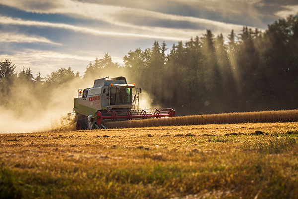wheat harvester collecting grain in front of a forest